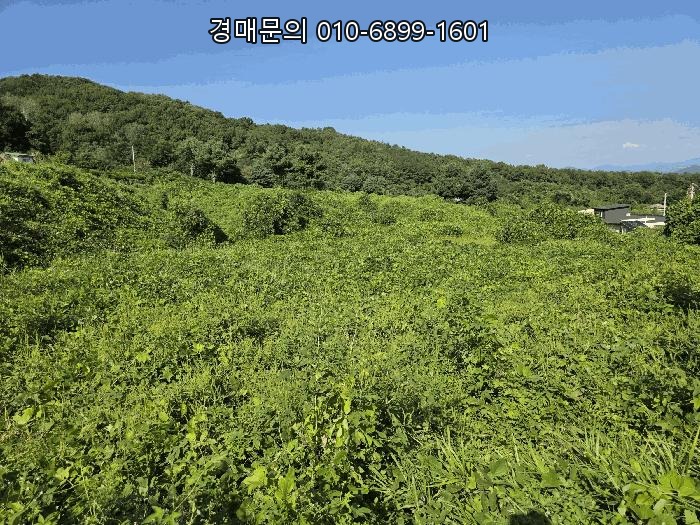  충북 음성군 삼성면 산업단지 배후, 개발 잠재력 가득한 용성리 대형 토지(전) 경매! 지금이 기회입니다 2025타경2152