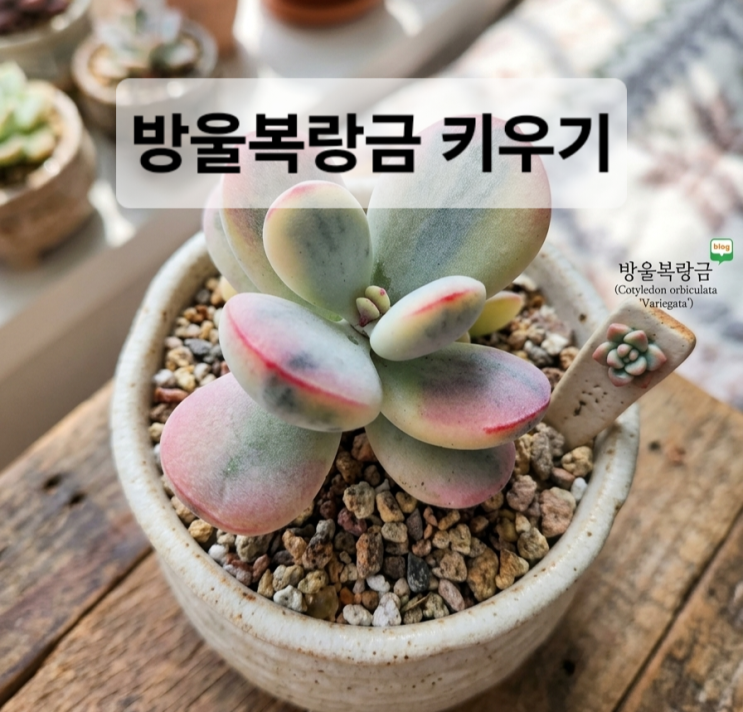  다육이, 방울복랑금 키우기