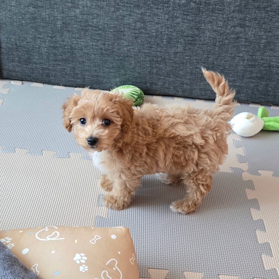 닥터강 동물병원 사진 1