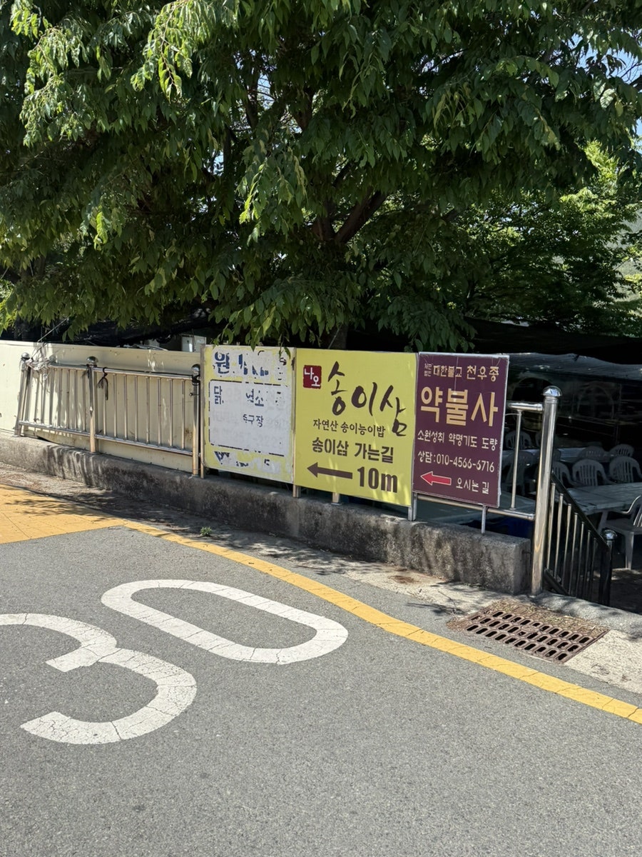 송이삼 사진 1