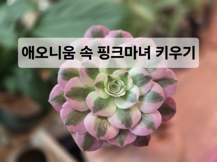  애오니움속 핑크마녀 키우는 법 총정리