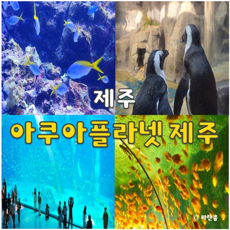  아쿠아플라넷 제주 할인 방법 주차 제주도 실내 가볼 만한 곳