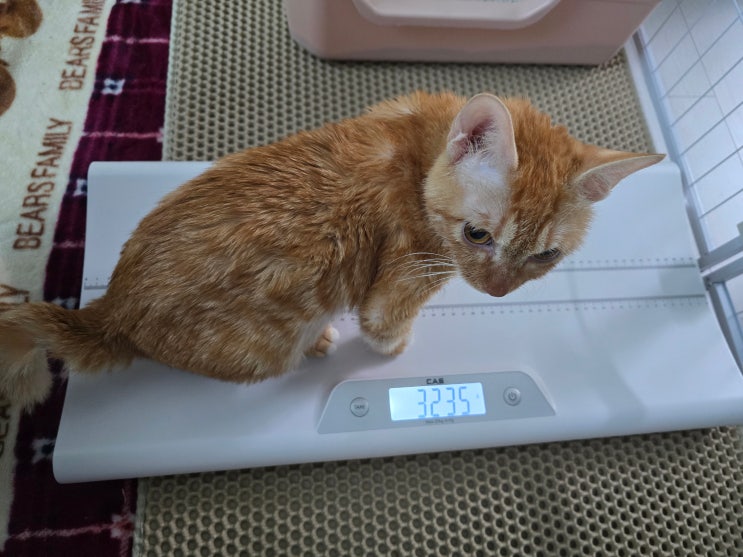  치즈태비 모카 한계 주기 3일째, 걱정 되네요