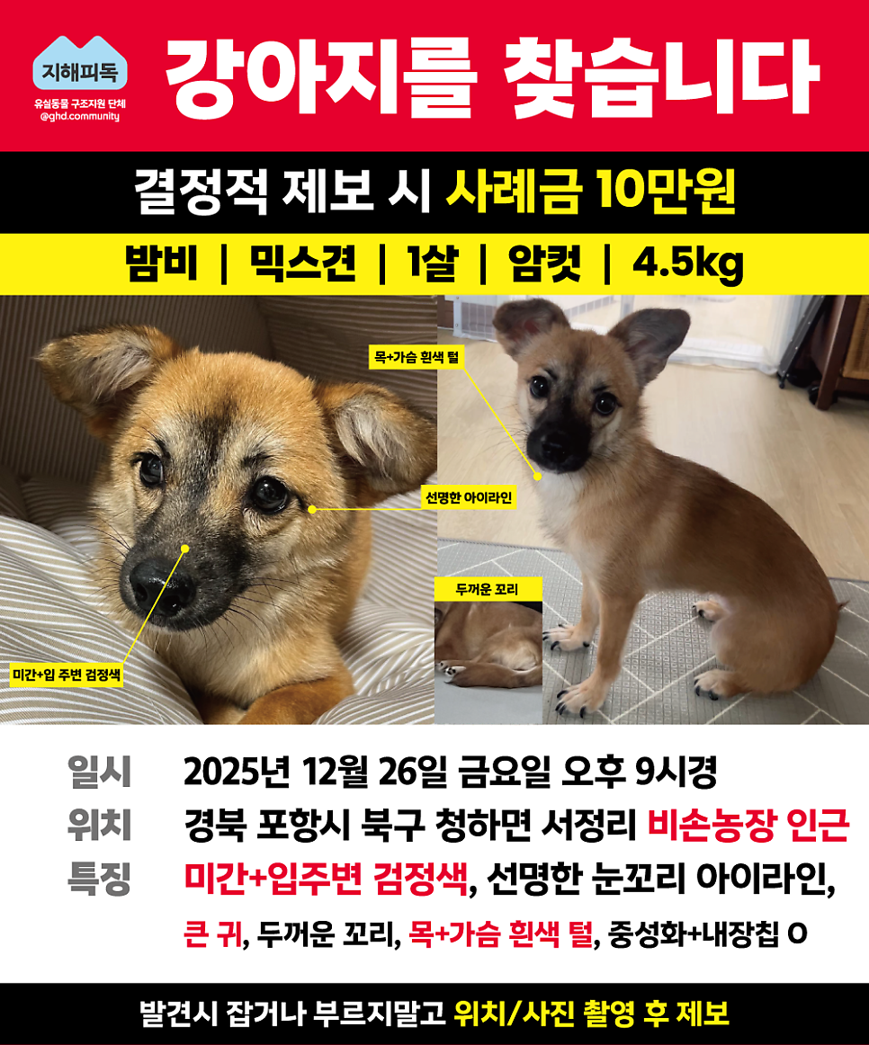 밤비 사진 2