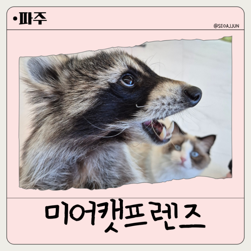 파주 아이와 가볼만한곳 추천! 파주 동물 체험 가능한 미어캣프랜즈