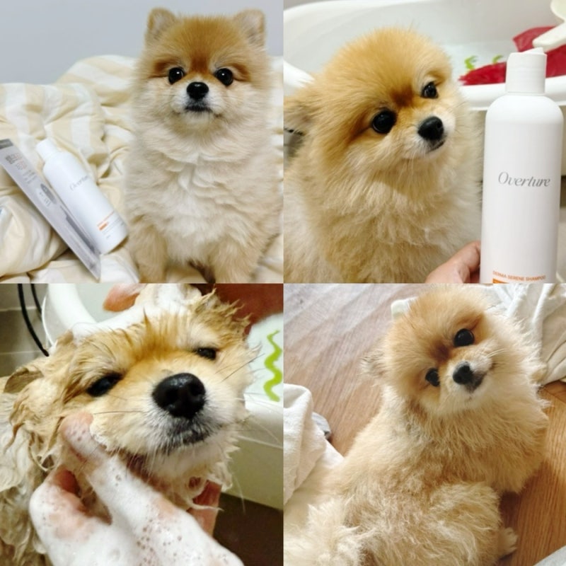 ODAC 오버츄어 더마 서린 펫샴푸 저자극 강아지샴푸