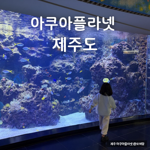 제주 아쿠아플라넷 제주 오션아레나 공연 시간 가오리 피딩타임 아이와 가볼만한곳