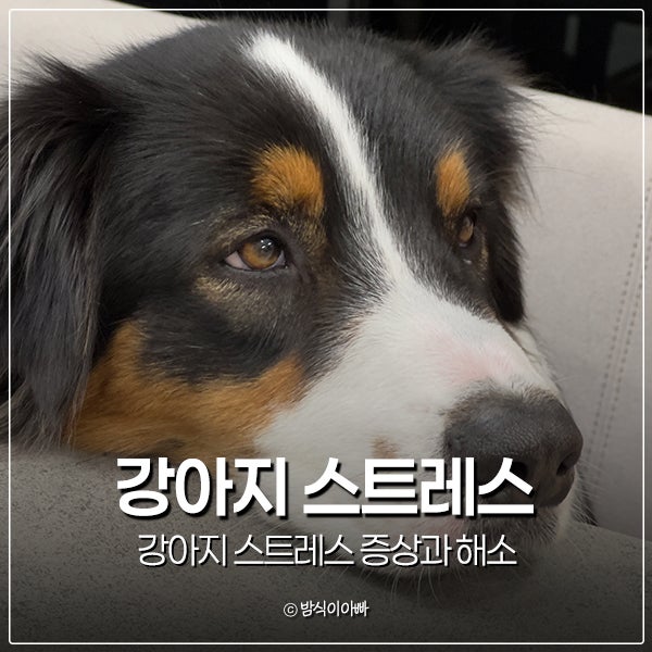 강아지 스트레스 증상 설사 혈변 토 혈뇨 어떻게 해소할까?