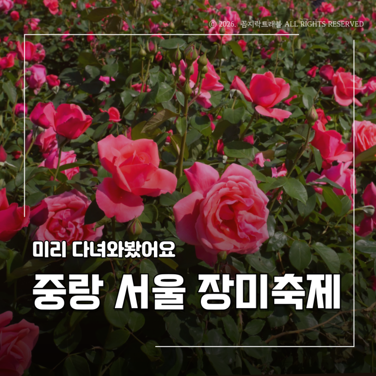  중랑 서울장미축제 개화상황 실시간 후기, 지금 어디까지 폈을까?