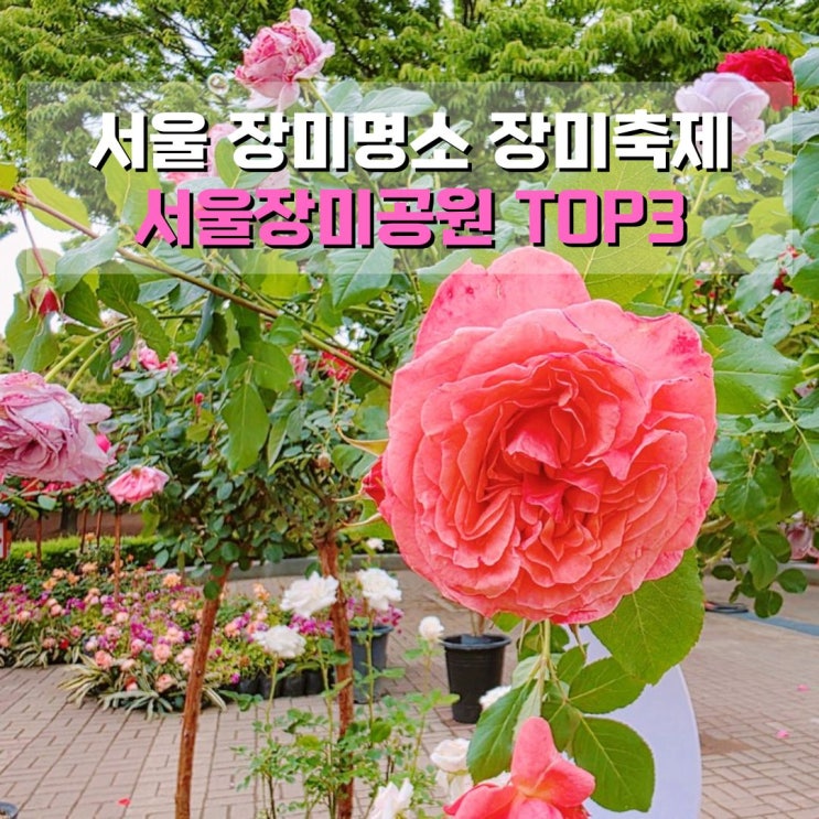  서울 장미명소 장미축제 5월, 6월 꽃 구경 가볼만한곳 서울장미공원 TOP3