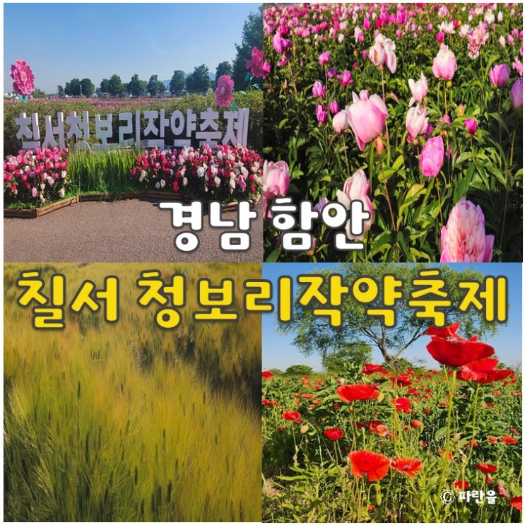  함안 칠서 청보리 작약 축제 5월 부산 경남 축제 실시간 개화상태 꽃놀이 추천