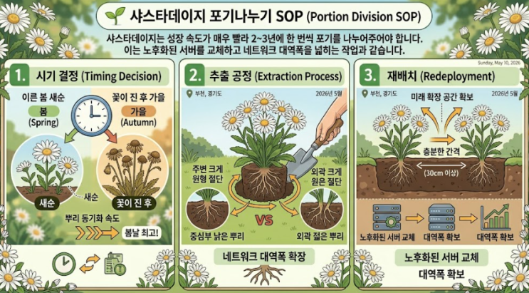  샤스타데이지 포기나누기,물주기,노지월동,키우기