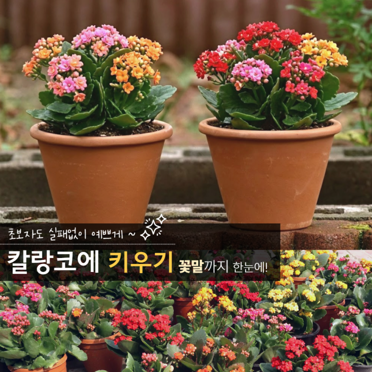  칼랑코에 키우기 꽃말 물주기 꽃