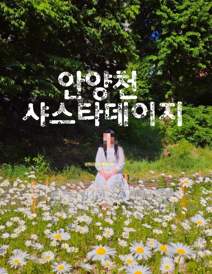  안양천에 눈이 내렸어요! 지금 딱 예쁜 샤스타데이지 실시간 개화