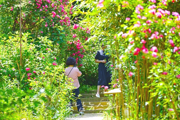  ‘작은 들꽃부터 화려한 장미까지, 모두가 주인공이 되는 정원’ 제17회 죽화경 데이지장미정원축제 개최