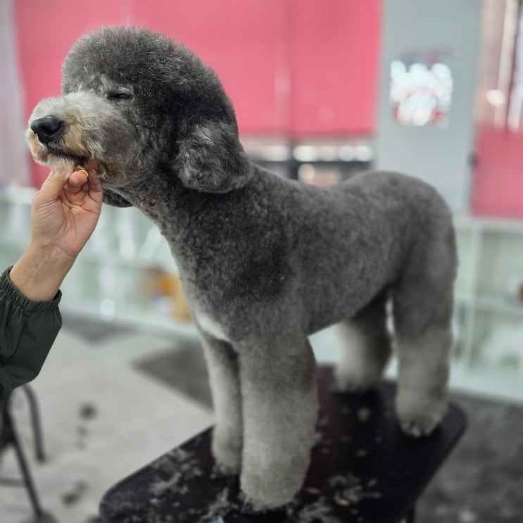  광산구애견미용자격증 알아보면서 느낀 현실 차이 실견수업기준