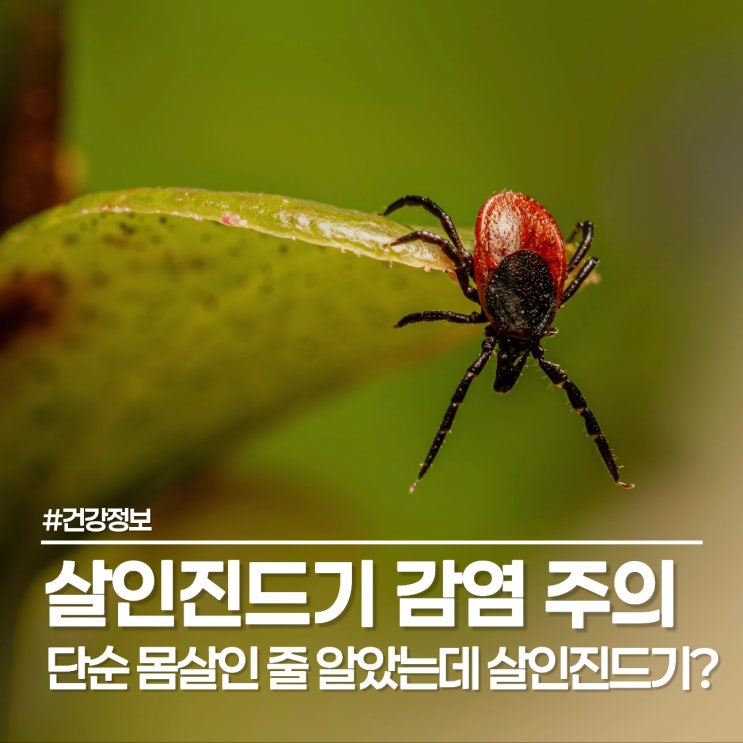  살인진드기 SFTS 감염 주의보, 야외활동 전 진드기 퇴치제 필수인 이유