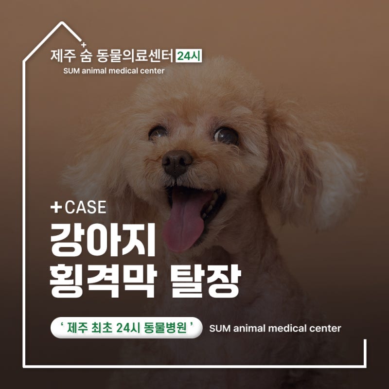 제주도24시동물병원 강아지 구토로 인한 횡격막 탈장 진단 및 치료 케이스 [숨동물의료센터]