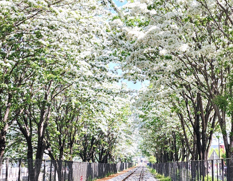 이팝 사진 1