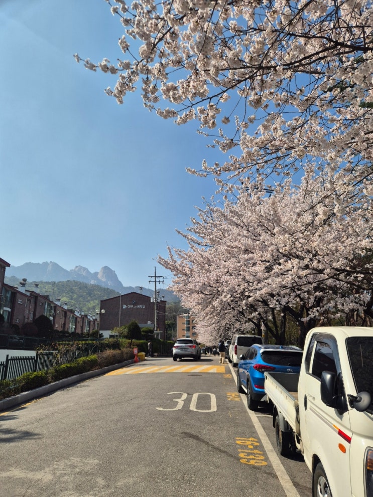  서울둘레길 20 코스 14.5km 북한산 강북 코스 총소요 2시간 10분 (중급) feat. 벚꽃만개