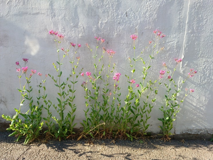  멈춤으로써 비로소 흐르는 것들.(금주 1223일)