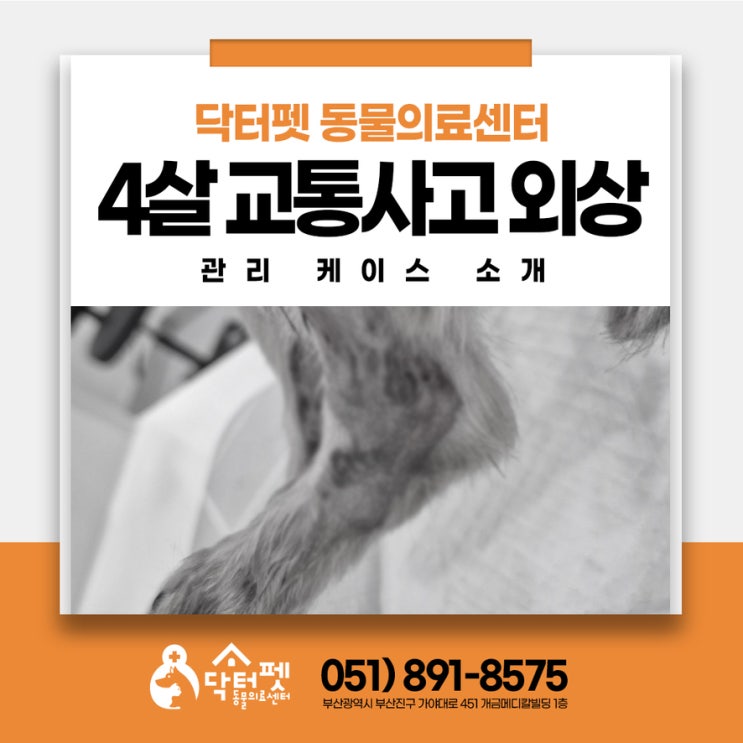  4살 요크셔테리어 강아지 교통사고 후 외상 치료 부산 가야역 동물병원