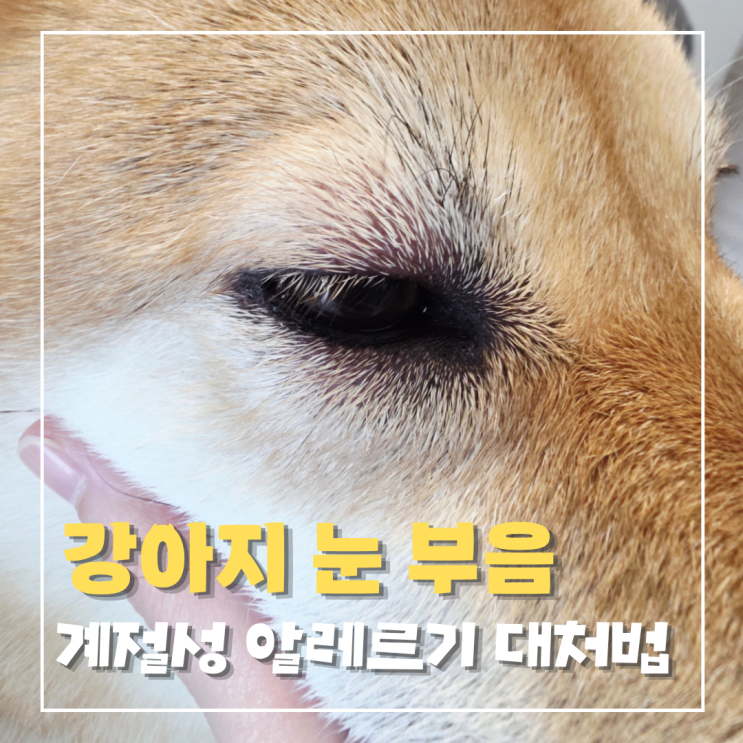  강아지 눈 부음: 시바견 계절성 알레르기의 기록
