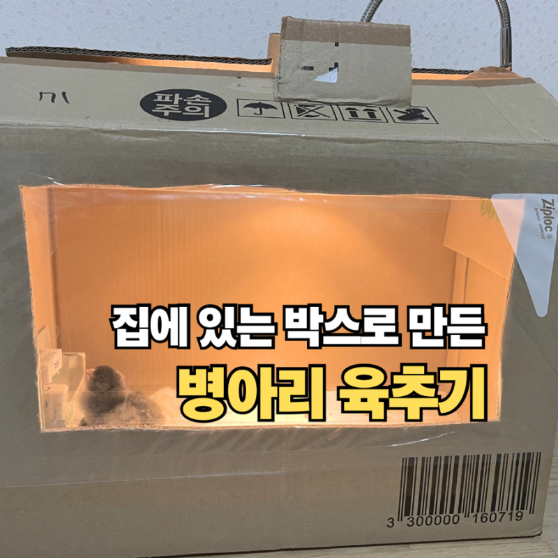 초보도 쉽게 만드는 병아리 육추기｜박스로 직접 세팅한 방법