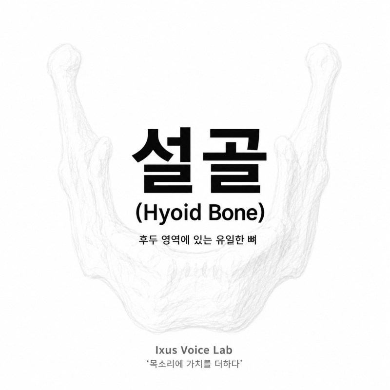 설골(Hyoid Bone) | 후두 영역에 있는 유일한 뼈