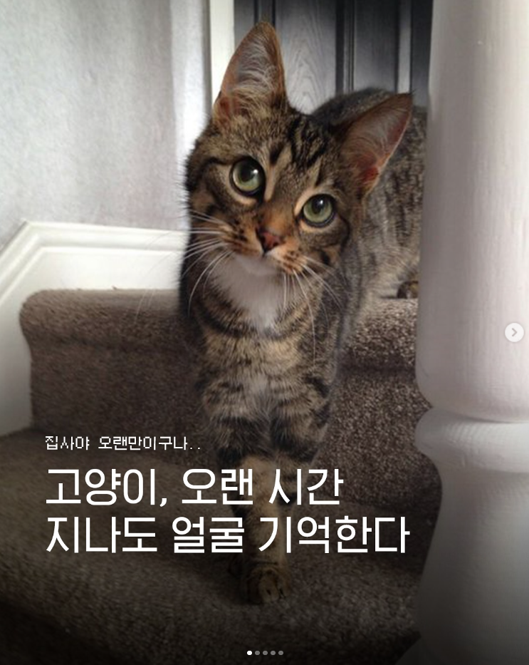  고양이, 오랜 시간 지나도 얼굴 기억한다.
