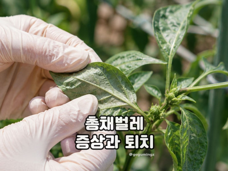 고추 총채벌레 증상 유충 발견했다면? 퇴치 방법