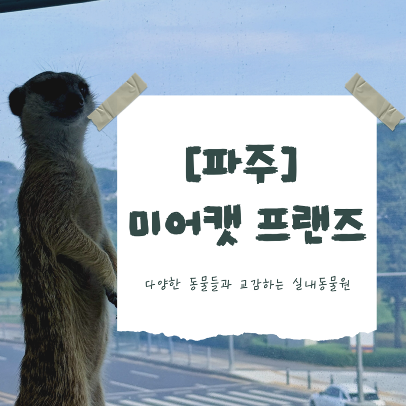[경기] 파주 가볼만한곳: 미어캣 프랜즈, 쾌적하고 야무진 파주 동물 체험형 실내동물원