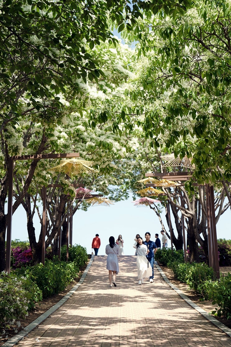  이팝나무 여행지 추천, 동촌유원지 해맞이동산 별빛산책로와 달성군 옥포 교향리 이팝나무 군락지