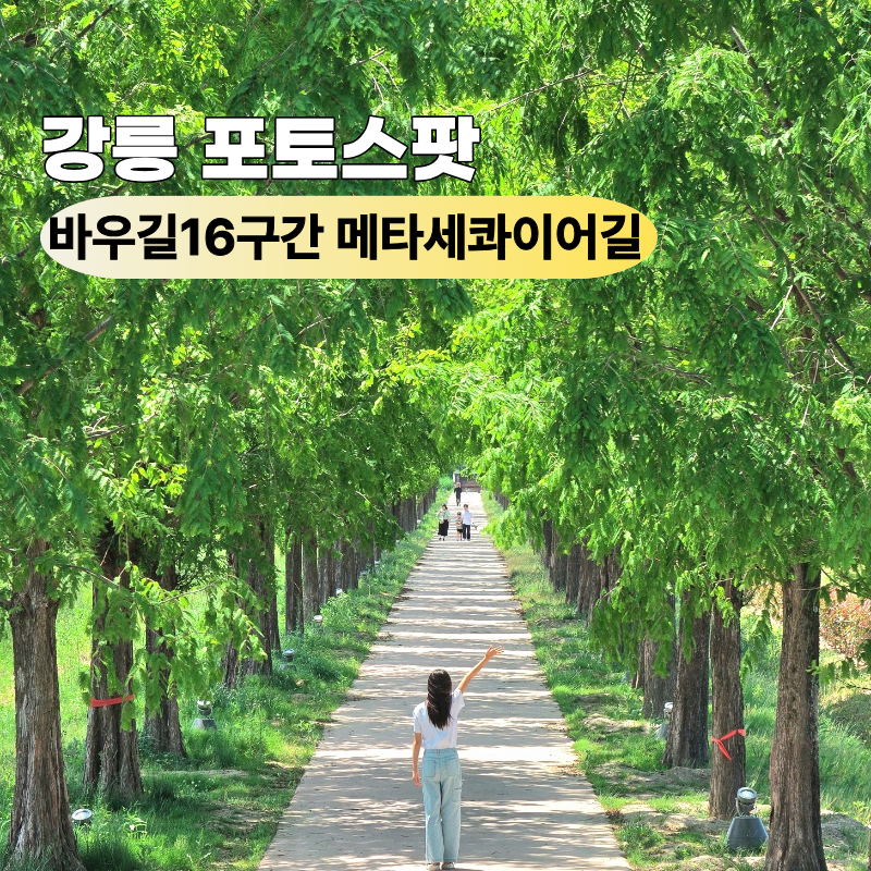 강릉 메타세콰이어길 포토스팟 바우길16구간 경포생태저류지 5월 가볼만한곳