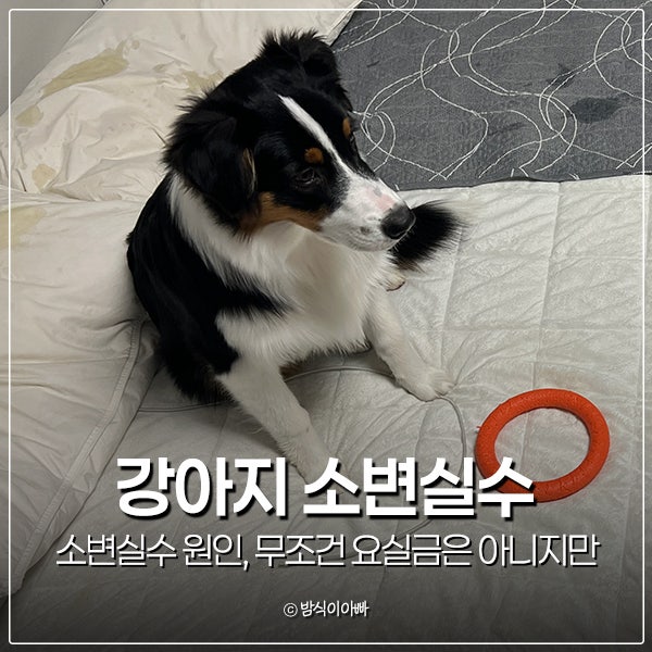 강아지 소변실수 원인, 무조건 요실금은 아니지만