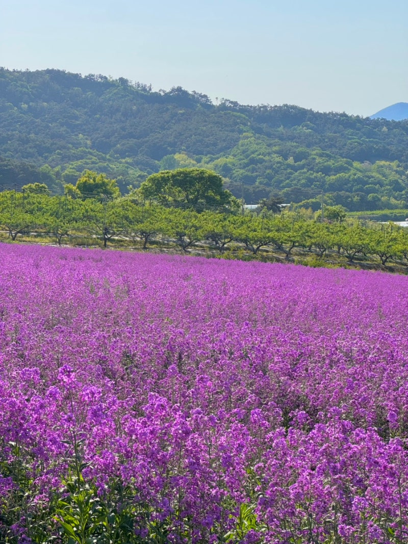 정읍 허브원 보라유채꽃 | 지금 꼭 가봐야 할 보라빛 정원