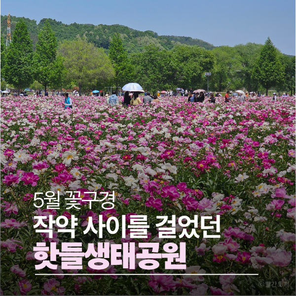  합천 핫들생태공원 작약 개화 상황, 주차부터 사진 팁까지