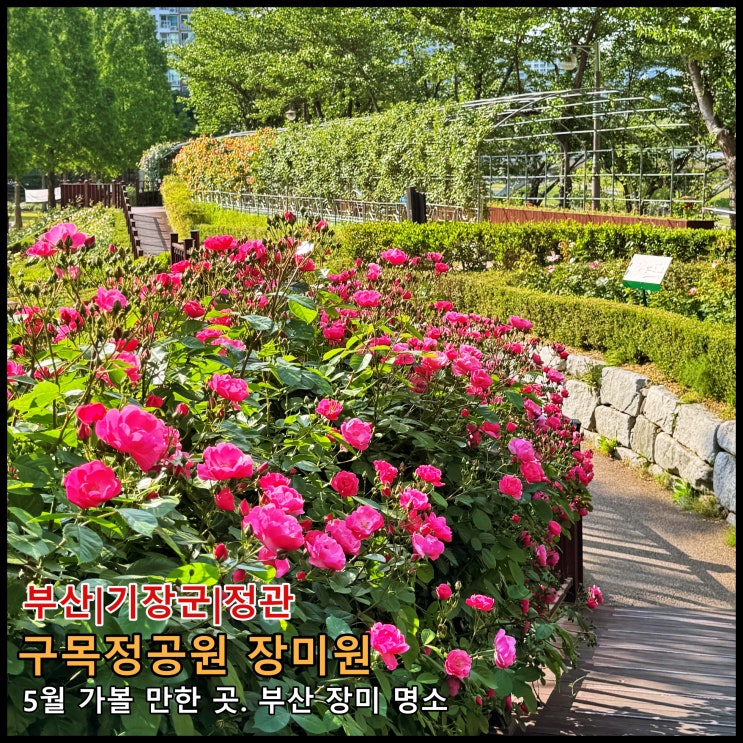  [부산] ️ 5월 가볼 만한 곳. 부산 장미 명소 '정관 구목정공원 장미원' (2026.05.11.실시간, 개화 단계)