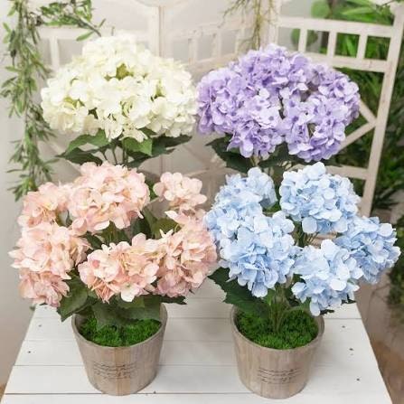 옥화 사진 5