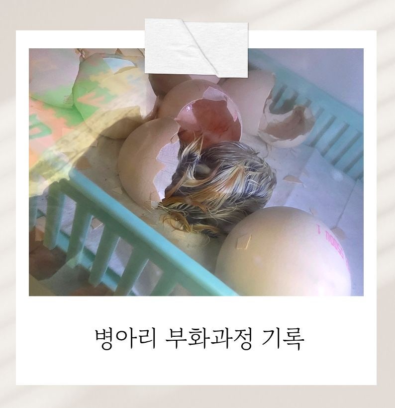 병아리 부화과정_백봉오골계 부화 성공후기