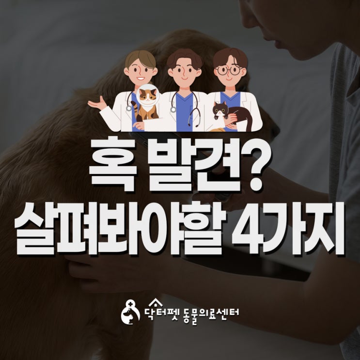 강아지 몸에서 작은 혹 발견? 집에서 살펴봐야 할 4가지