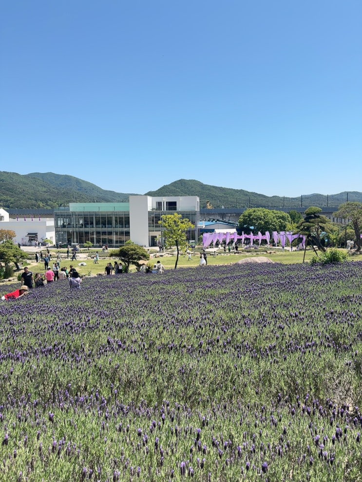  양산 5월에 가볼 만한 곳, 라덴더 명소 내 돈 내산 느티나무의 사랑 카페