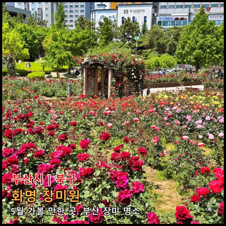  [부산] ️ 5월 가볼 만한 곳. 부산 장미 명소 '화명 장미원'  (2026.05.11.실시간, 거의 만개)