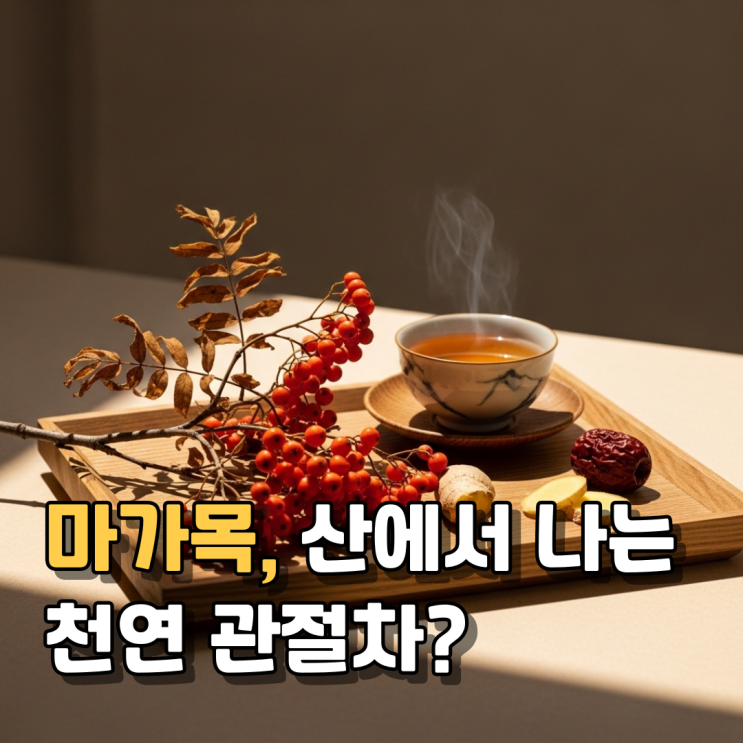  마가목 효능 부작용 총정리 | 관절·기관지에 좋은 이유와 먹는 법까지