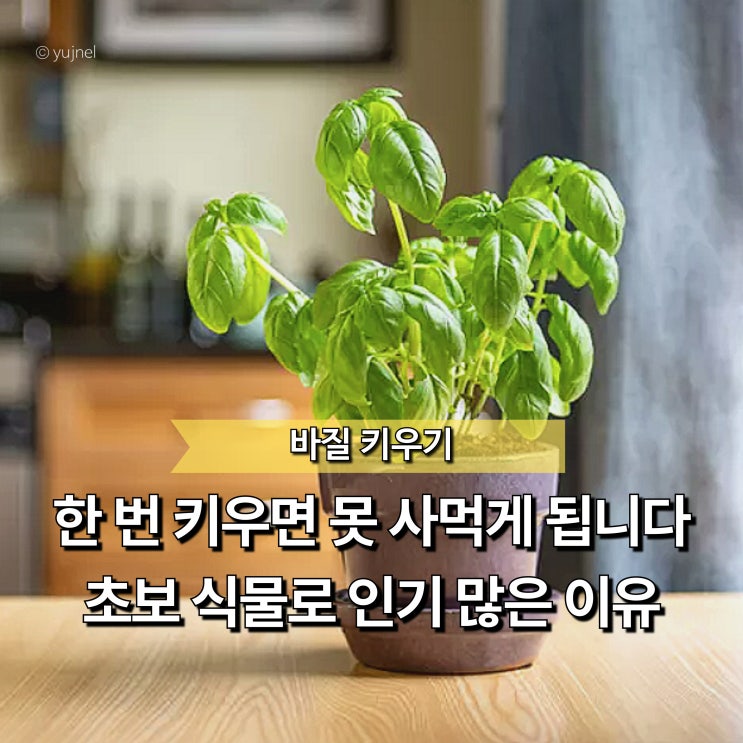  "초보들 수확 성공확률 98%" 바질 키우기 이것만 알면 실패확률 없이 재배합니다