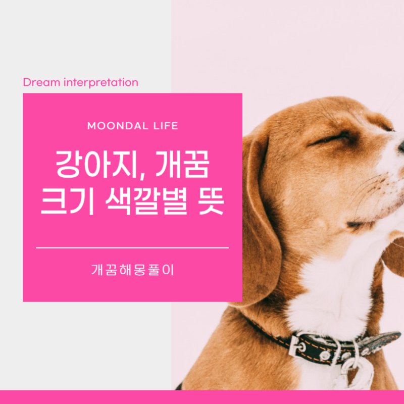 강아지꿈 큰 개꿈 뜻 크기 색깔별 의미