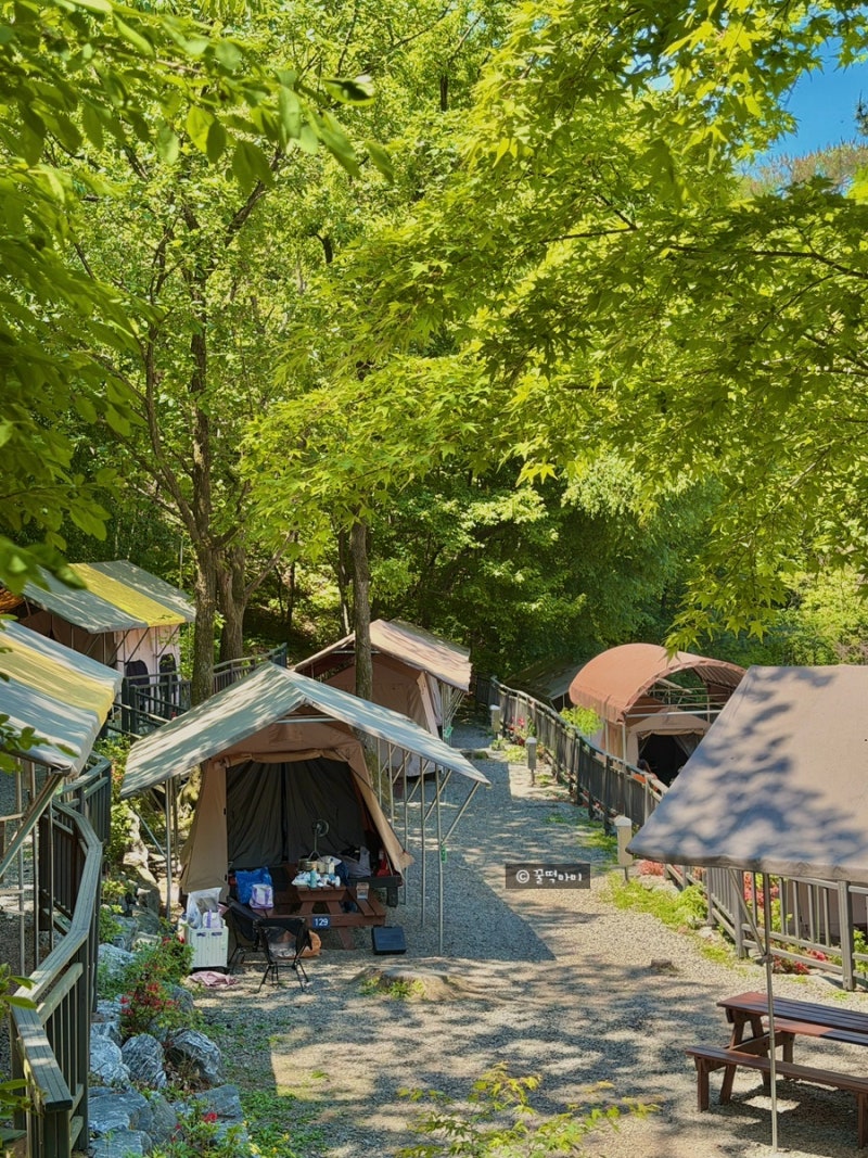 과천 서울대공원 캠핑장 계곡 물놀이 명당 매점 카트 바베큐 준비물 시간 꿀팁 서울근교 가....