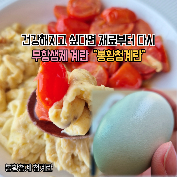  재료부터 다시 골라본 무항생제 계란 봉황청계 청계란 흰자 노른자 통통한 파란계란 후기