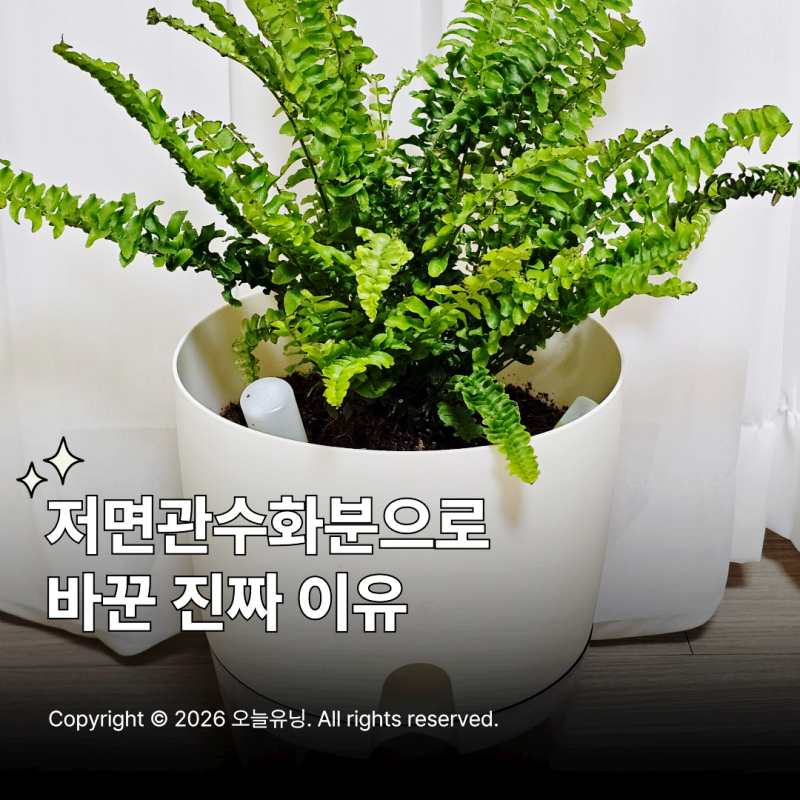 보스턴고사리 키우기 물주기 잎마름 저면관수화분