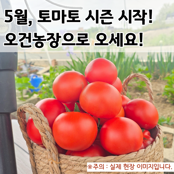  [체험가볼만한곳] 맛과 건강을 모두 잡은 인생 토마토! 오건농장 수확 체험 & 판매 시작